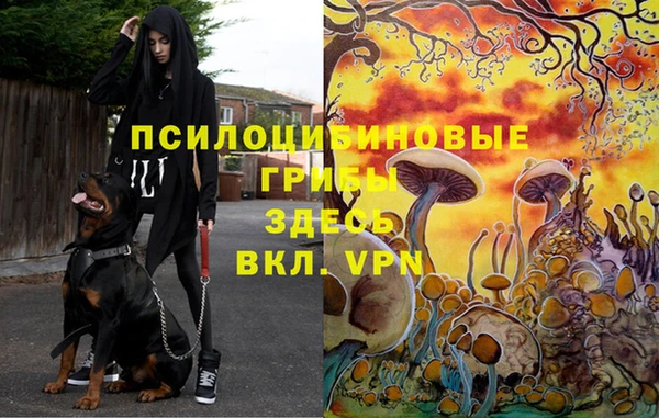 индика Бородино