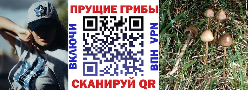 Галлюциногенные грибы прущие грибы  Яровое 